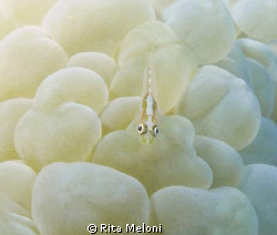 ... diving in Moevenpick Naama Bay - Sharm el Sheikh by Rita Meloni 